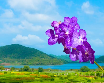 Blue Vanda coerulea Orchid on nature landscape