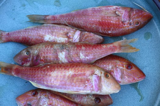 bunch of red mullets in a blue tray