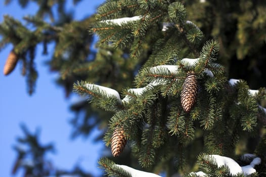 pine cones on pine tree in winter