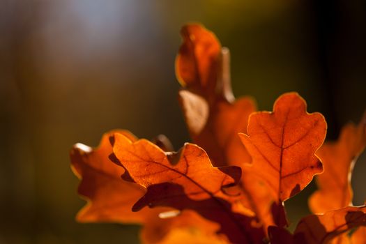 Colorful autumn leaves background. Close-up with blured background.