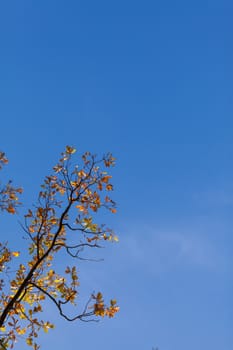 Autumn maple leaves on tree against blue sky