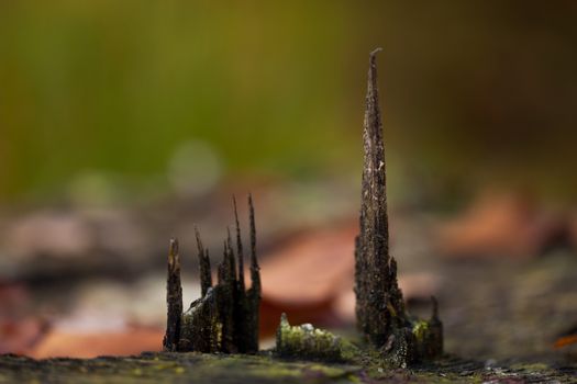 Abstract gothic cathedral nature phenomenon on stump of cut out tree