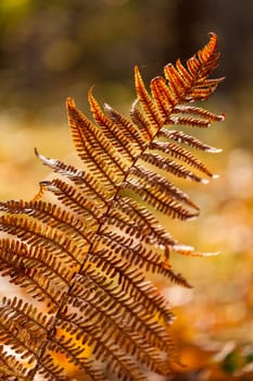 Autumn yellow fern. Close-up with blured background.
