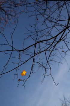 Last autumn leave on tree against blue sky