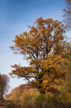 Big autumn oak tree against blue sky