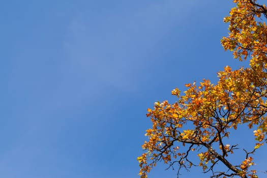 Autumn maple leaves on tree against blue sky