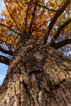 Autumn oak tree trunk against blue sky