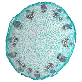 Light photomicrograph of Helianthus stem cross section seen through microscope