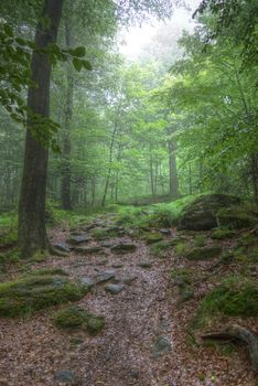 Image of the morning in the deciduous wood - silence of the forest - the mood of a landscape