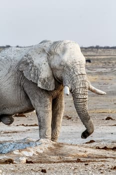 White african elephants on waterhole, Etosha national Park, Ombika, Kunene, Namibia. True wildlife photography