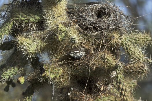 Cacus wren nests in thorns of the natural but wild disarray of cholla in Sonoran Desert, America's Southwest, Tucson, Arizona. White eye stripe of bird, its slightly curved beak, and nest are visible.  