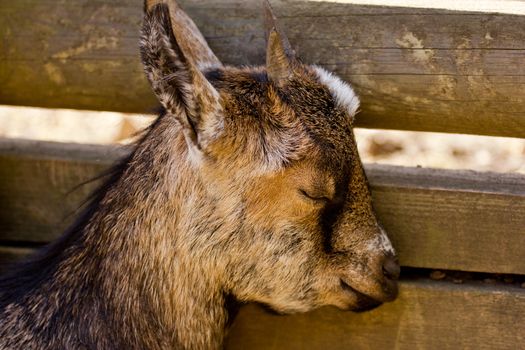 Young domestic goat sleeping