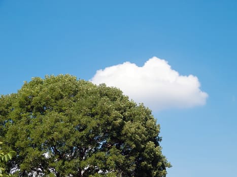 cloud behind green ash tree