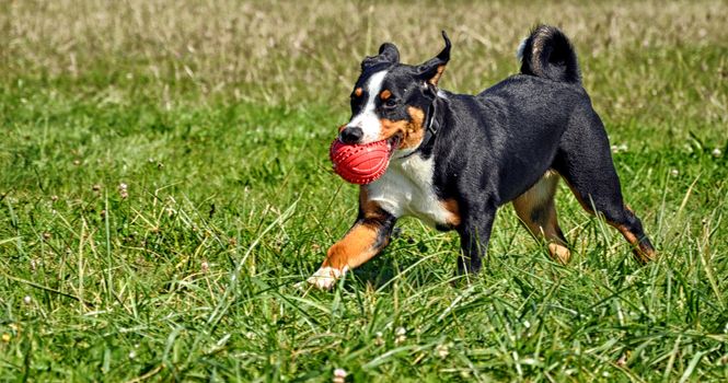 Appenzell cattle dog running on the green grass