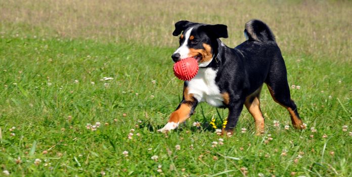 Appenzell cattle dog running on the green grass