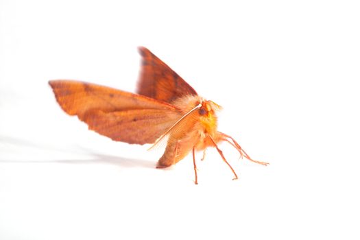 Close up of moth isolated on white background, insects related to the butterflies and belonging to the order Lepidoptera