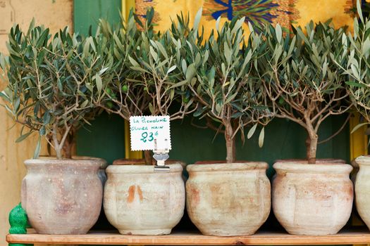 Small olive trees in pots, bonsai plants for sale in Provence, France