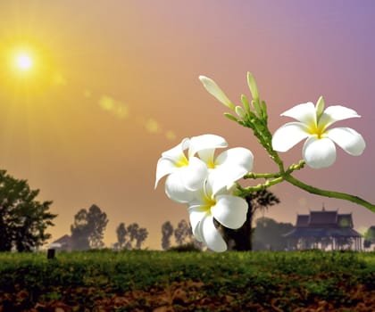 White Plumeria on nature background.