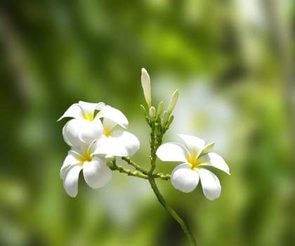 White Plumeria on nature background.