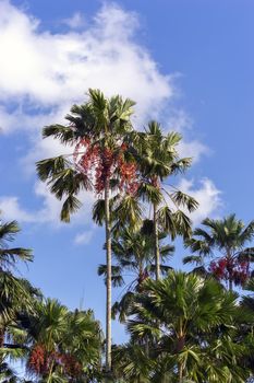 Tropical Palm Trees in Chon Buri Province of Thailand.