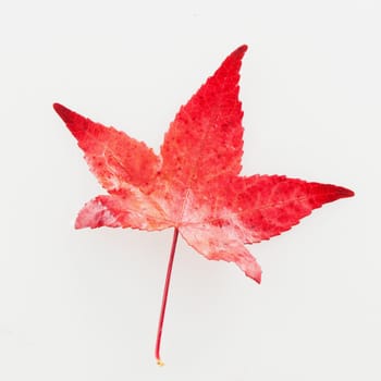 Red leaf of Acer Palmatum, square image