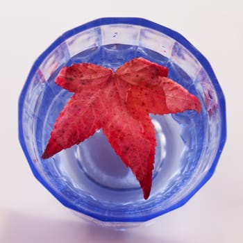 Red leaf inside a blue water, square image