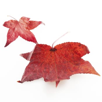 Red leaves isolated over white background, square image