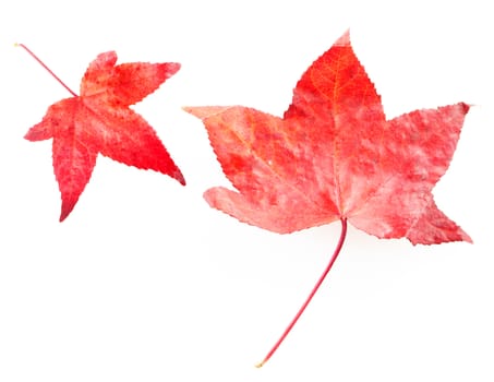 Red leaves isolated over white background, square image