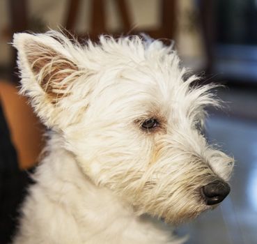 West Highlands Terrier, head view, square image