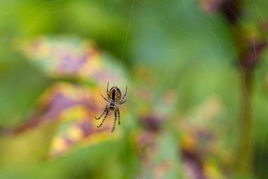 Spider on its web with a Multi Coloured bacground