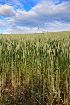 grain field