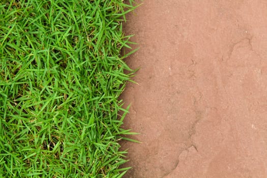 Fresh green grass on sand stone background