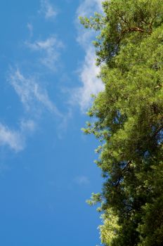 Frame of Beautiful Green Pine Tree with Young Shoots and Stems on Blu Sky background Outdoors