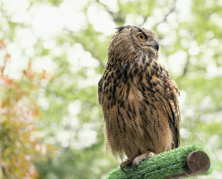 Portrait of an owl on a perch