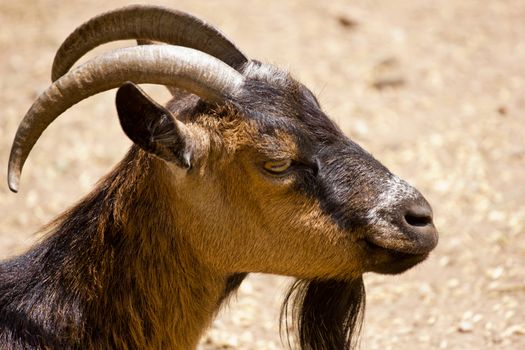 Full-grown domestic goat