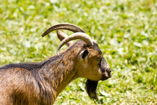 Goat eating fresh grass