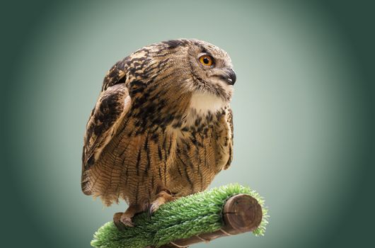 Portrait of an owl on a perch