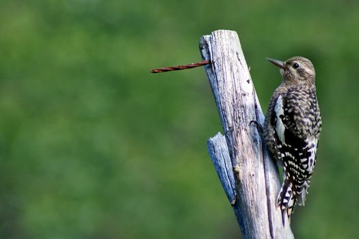 Photo shows closeup of wild bird on the wood.