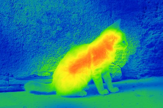 Photo shows a detail of the cat on the street by a thermal camera.