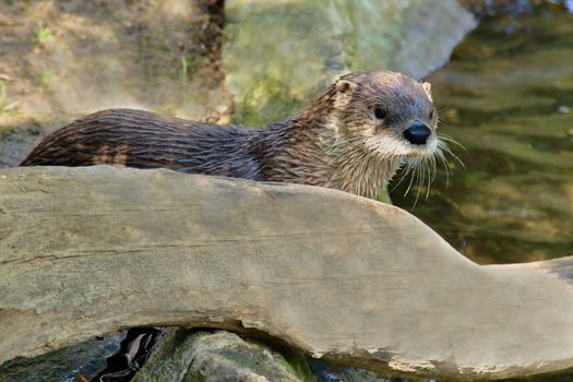 Photo shows a closeup of a wild water otter in the wood.