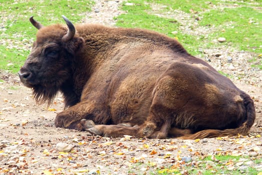 Photo shows a closeup of a wild bison in the nature.