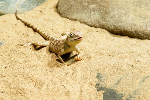 Photo shows a closeup of a wild lizard on the sand.