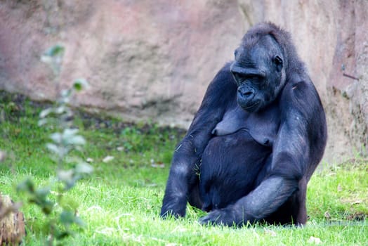 Photo shows a closeup of a wild gorilla on the grass.