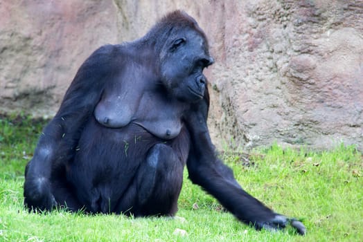Photo shows a closeup of a wild gorilla on the grass.