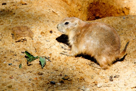 Photo shows a closeup of a black-tailed prairie dog in the nature.