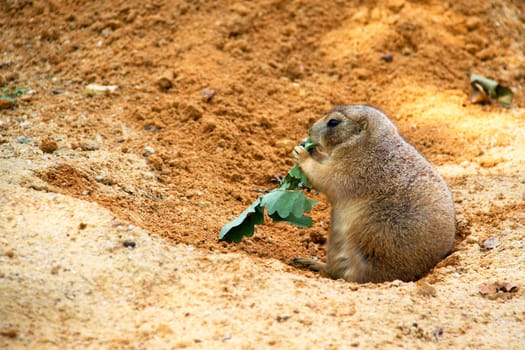 Photo shows a closeup of a black-tailed prairie dog in the nature.