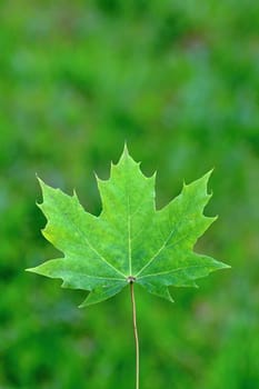 Photo shows details of green maple leaf.