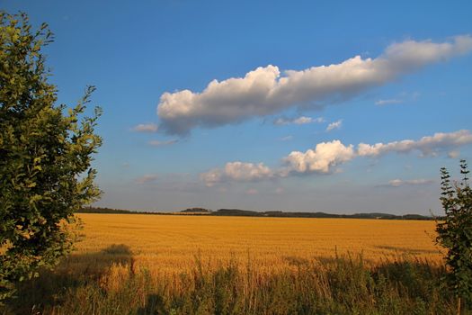 Photo shows details of countryside wood and landscape.