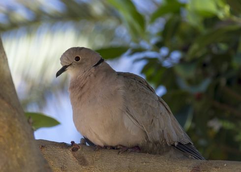 Collared Dove  (Streptopelia decaocto) perched in a tree