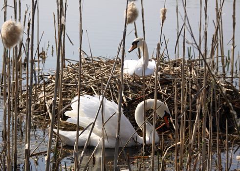 Wild Mother Swan Sits On Nest with her partner